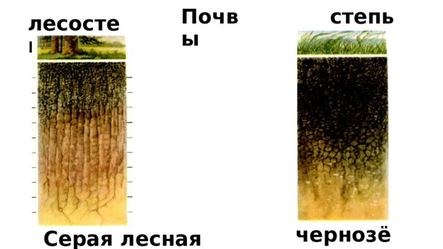 Почвы степь лесостепь чернозём Серая лесная 