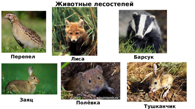 Животные лесостепей Перепел Барсук Лиса Заяц Полёвка Тушканчик 