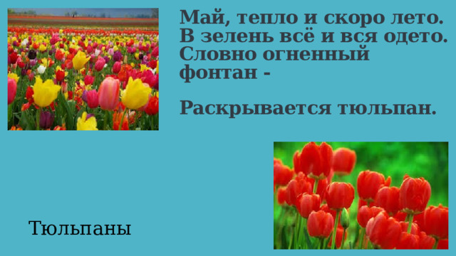 Май, тепло и скоро лето.  В зелень всё и вся одето.  Словно огненный фонтан -  Раскрывается тюльпан.   Тюльпаны 