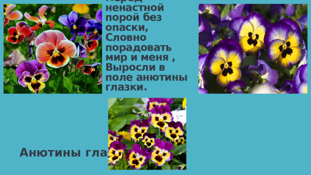Утром прохладным, в конце сентября  Перед ненастной порой без опаски,  Словно порадовать мир и меня ,  Выросли в поле анютины глазки. Анютины глазки 