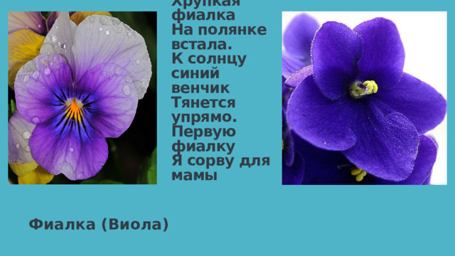 Зимние морозы  Солнышко прогнало.  Хрупкая фиалка  На полянке встала.  К солнцу синий венчик  Тянется упрямо.  Первую фиалку  Я сорву для мамы Фиалка (Виола) 