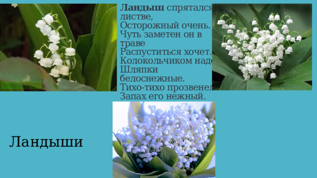 Ландыш  спрятался в листве,  Осторожный очень.  Чуть заметен он в траве  Распуститься хочет.  Колокольчиком надел  Шляпки белоснежные.  Тихо-тихо прозвенел  Запах его нежный. Ландыши 