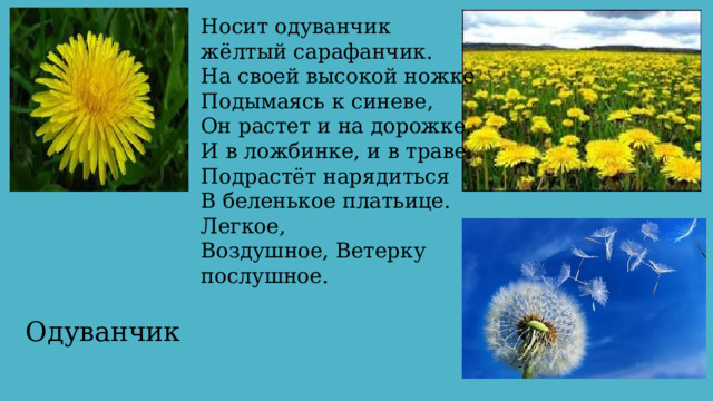 Носит одуванчик  жёлтый сарафанчик.  На своей высокой ножке  Подымаясь к синеве,  Он растет и на дорожке,  И в ложбинке, и в траве.  Подрастёт нарядиться  В беленькое платьице.  Легкое,  Воздушное, Ветерку послушное.   Одуванчик 