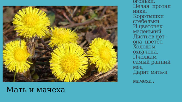 На опушке  - огоньки,  Целая  проталинка.  Коротышки стебельки  И цветочек маленький.  Листьев нет - она  цветёт,  Холодом охвачена.  Пчёлкам самый ранний мёд  Дарит мать-и мачеха . Мать и мачеха 
