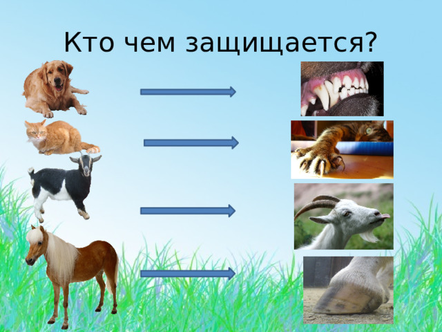 Кто чем защищается? 