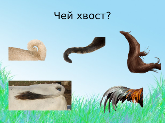 Чей хвост? 