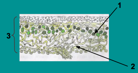 Строение лишайника 7 класс биология рисунок