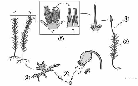 Рассмотрите жизненный цикл мха. Рассмотрите рисунок. Рассмотрите рисунок размножение водорослей ЕГЭ по биологии 2022.