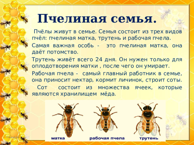 Пчелиная семья.  Пчёлы живут в семье. Семья состоит из трех видов пчёл: пчелиная матка, трутень и рабочая пчела. Самая важная особь - это пчелиная матка, она даёт потомство. Трутень живёт всего 24 дня. Он нужен только для оплодотворения матки , после чего он умирает. Рабочая пчела - самый главный работник в семье, она приносит нектар, кормит личинок, строит соты.  Сот состоит из множества ячеек, которые являются хранилищем мёда. 