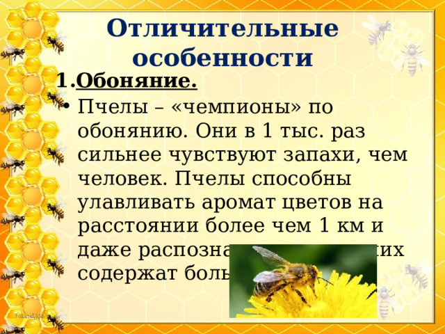 Отличительные особенности Обоняние. Пчелы – «чемпионы» по обонянию. Они в 1 тыс. раз сильнее чувствуют запахи, чем человек. Пчелы способны улавливать аромат цветов на расстоянии более чем 1 км и даже распознать, какие из них содержат больше нектара! 