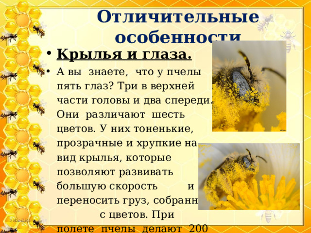 Отличительные особенности Крылья и глаза. А вы знаете, что у пчелы пять глаз? Три в верхней части головы и два спереди. Они различают шесть цветов. У них тоненькие, прозрачные и хрупкие на вид крылья, которые позволяют развивать большую скорость и переносить груз, собранный с цветов. При полете пчелы делают 200 взмахов в секунду. 