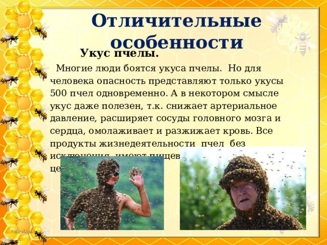 Отличительные особенности  Укус пчелы.  Многие люди боятся укуса пчелы. Но для человека опасность представляют только укусы 500 пчел одновременно. А в некотором смысле укус даже полезен, т.к. снижает артериальное давление, расширяет сосуды головного мозга и сердца, омолаживает и разжижает кровь. Все продукты жизнедеятельности пчел без исключения, имеют пищевую и лечебную ценность. 