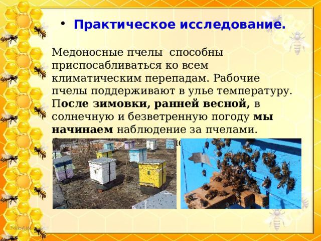 Практическое исследование.   Медоносные пчелы способны приспосабливаться ко всем климатическим перепадам. Рабочие пчелы поддерживают в улье температуру. П осле зимовки, ранней весной, в солнечную и безветренную погоду мы начинаем наблюдение за пчелами. Открываем летки и следим за полетом пчел. 