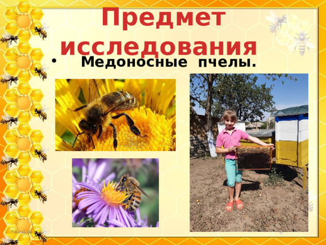 Предмет исследования  Медоносные пчелы. 