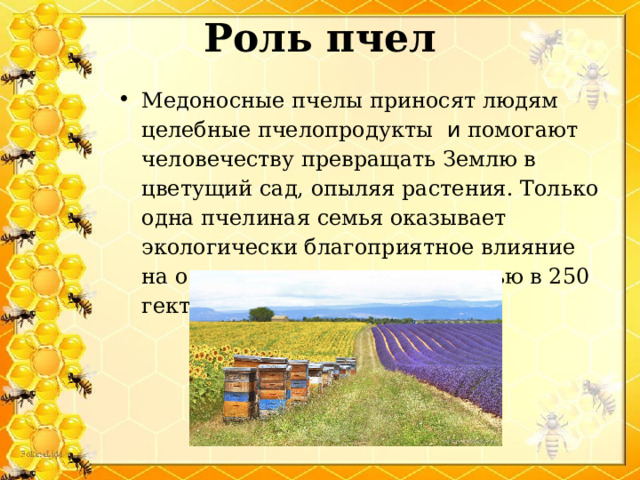 Роль пчел   Медоносные пчелы приносят людям целебные пчелопродукты и помогают человечеству превращать Землю в цветущий сад, опыляя растения. Только одна пчелиная семья оказывает экологически благоприятное влияние на окружающую среду площадью в 250 гектаров.   