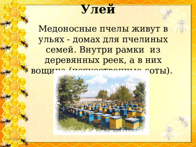 Улей   Медоносные пчелы живут в ульях - домах для пчелиных семей. Внутри рамки из деревянных реек, а в них вощина (искусственные соты). 