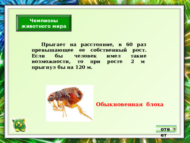 Чемпионы животного мира  Прыгает на расстояние, в 60 раз превышающее ее собственный рост. Если бы  человек имел такие возможности, то при росте  2 м  прыгнул бы на 120 м. Обыкновенная блоха ответ 
