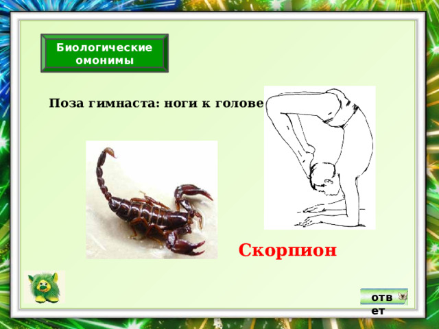 Биологические омонимы Поза гимнаста: ноги к голове. Скорпион ответ 