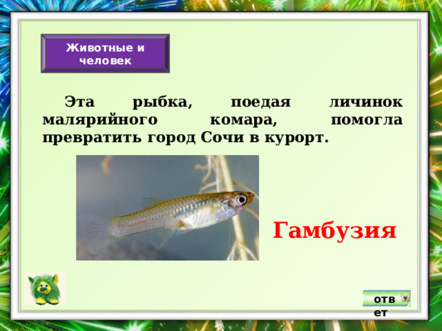 Животные и человек  Эта рыбка, поедая личинок малярийного комара, помогла превратить город Сочи в курорт. Гамбузия ответ 