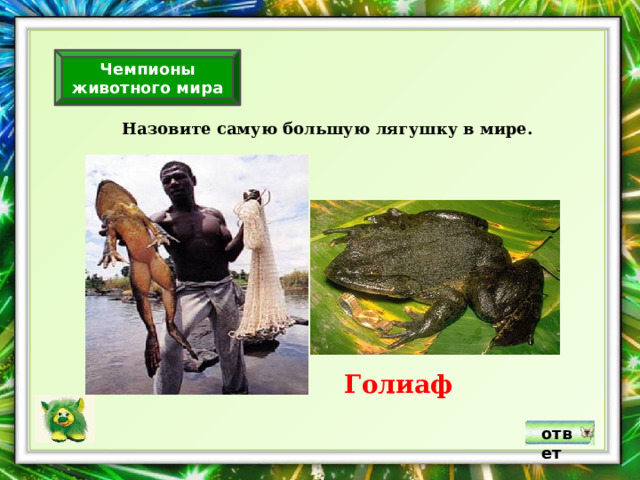 Чемпионы животного мира Назовите самую большую лягушку в мире. Голиаф ответ 