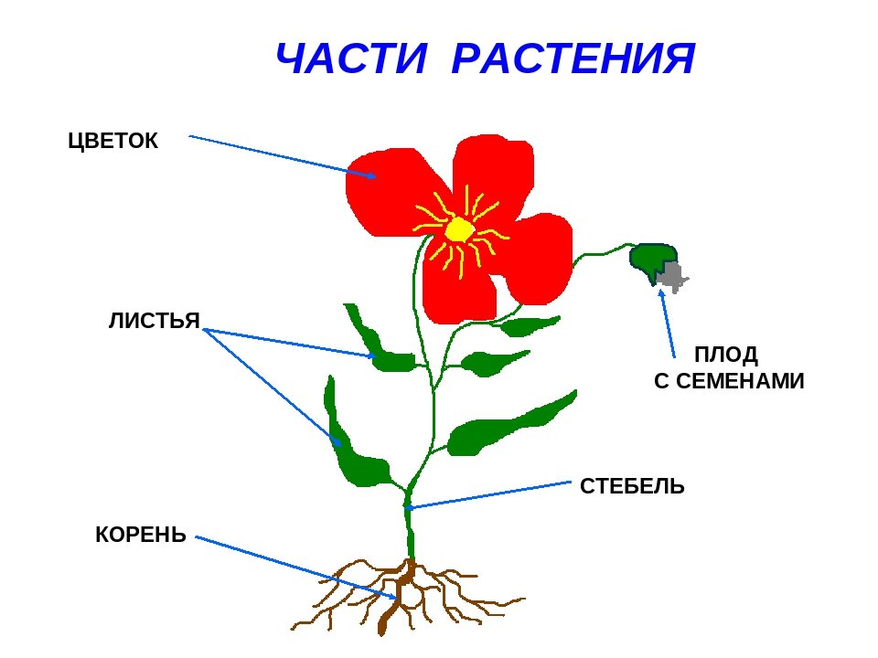 Цветок схема для детей