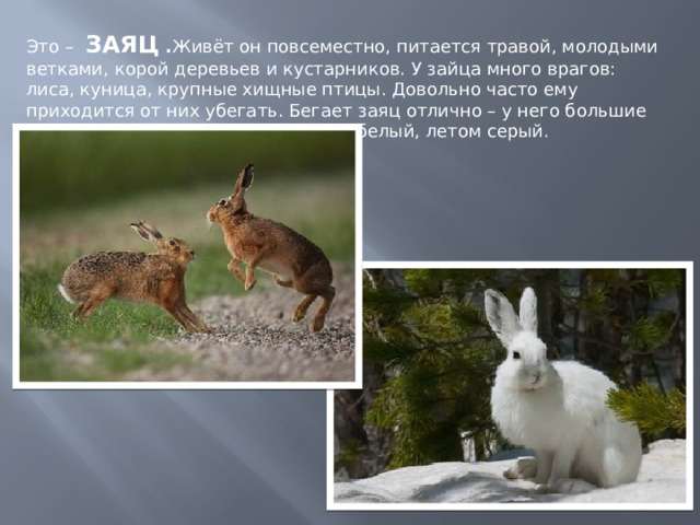 В какой природной зоне обитает заяц. Гуменники зайцы. Какие враги есть у Зайцев. Заяц обитает в Южной или Северной части России. Природа Пензенского края птицы.