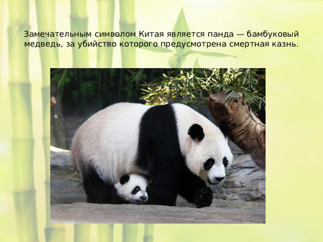  Замечательным символом Китая является панда — бамбуковый медведь, за убийство которого предусмотрена смертная казнь.      