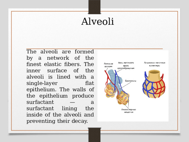 Alveoli The alveoli are formed by a network of the finest elastic fibers. The inner surface of the alveoli is lined with a single-layer flat epithelium. The walls of the epithelium produce surfactant — a surfactant lining the inside of the alveoli and preventing their decay. 