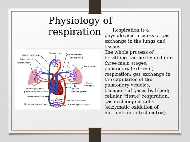 Physiology of respiration  Respiration is a physiological process of gas exchange in the lungs and tissues.  The whole process of breathing can be divided into three main stages: pulmonary (external) respiration: gas exchange in the capillaries of the pulmonary vesicles; transport of gases by blood; cellular (tissue) respiration: gas exchange in cells (enzymatic oxidation of nutrients in mitochondria). 