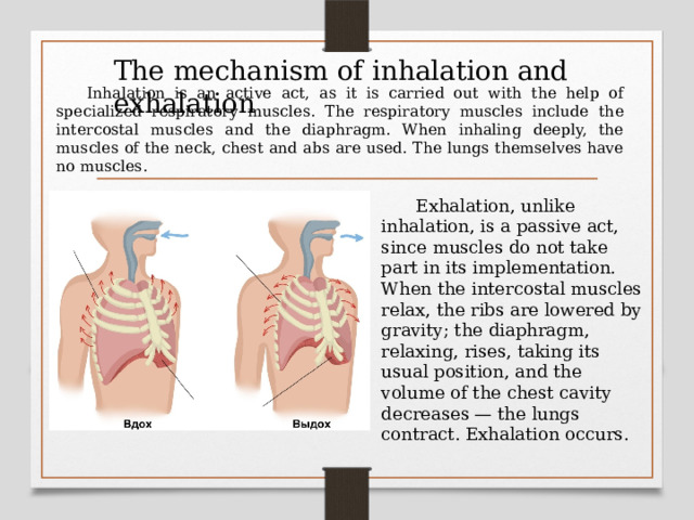 The mechanism of inhalation and exhalation  Inhalation is an active act, as it is carried out with the help of specialized respiratory muscles. The respiratory muscles include the intercostal muscles and the diaphragm. When inhaling deeply, the muscles of the neck, chest and abs are used. The lungs themselves have no muscles.  Exhalation, unlike inhalation, is a passive act, since muscles do not take part in its implementation. When the intercostal muscles relax, the ribs are lowered by gravity; the diaphragm, relaxing, rises, taking its usual position, and the volume of the chest cavity decreases — the lungs contract. Exhalation occurs. 