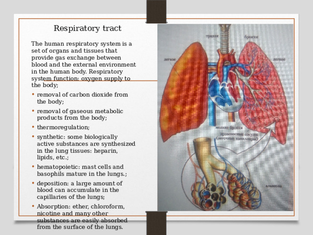 Respiratory tract The human respiratory system is a set of organs and tissues that provide gas exchange between blood and the external environment in the human body. Respiratory system function: oxygen supply to the body; removal of carbon dioxide from the body; removal of gaseous metabolic products from the body; thermoregulation; synthetic: some biologically active substances are synthesized in the lung tissues: heparin, lipids, etc.; hematopoietic: mast cells and basophils mature in the lungs.; deposition: a large amount of blood can accumulate in the capillaries of the lungs; Absorption: ether, chloroform, nicotine and many other substances are easily absorbed from the surface of the lungs. 