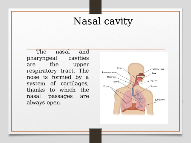 Nasal cavity  The nasal and pharyngeal cavities are the upper respiratory tract. The nose is formed by a system of cartilages, thanks to which the nasal passages are always open.  
