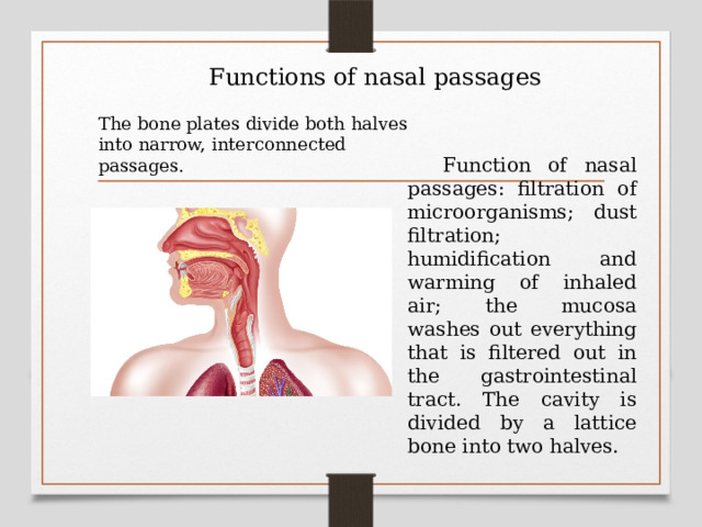 Functions of nasal passages The bone plates divide both halves into narrow, interconnected passages.  Function of nasal passages: filtration of microorganisms; dust filtration; humidification and warming of inhaled air; the mucosa washes out everything that is filtered out in the gastrointestinal tract. The cavity is divided by a lattice bone into two halves.  