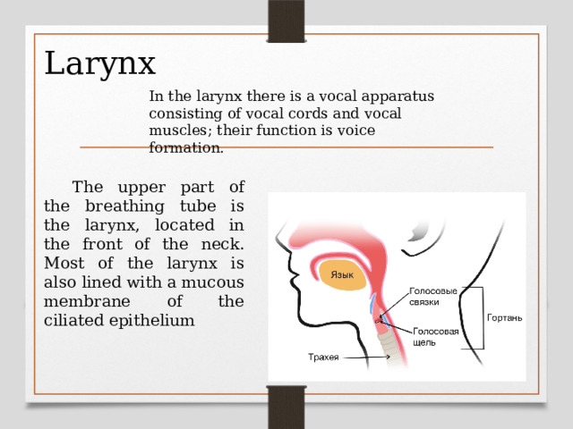 Larynx In the larynx there is a vocal apparatus consisting of vocal cords and vocal muscles; their function is voice formation.  The upper part of the breathing tube is the larynx, located in the front of the neck. Most of the larynx is also lined with a mucous membrane of the ciliated epithelium 