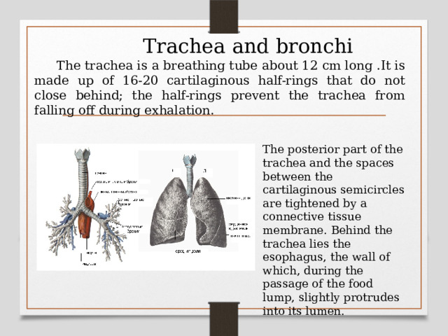 Trachea and bronchi  The trachea is a breathing tube about 12 cm long .It is made up of 16-20 cartilaginous half-rings that do not close behind; the half-rings prevent the trachea from falling off during exhalation. The posterior part of the trachea and the spaces between the cartilaginous semicircles are tightened by a connective tissue membrane. Behind the trachea lies the esophagus, the wall of which, during the passage of the food lump, slightly protrudes into its lumen. 