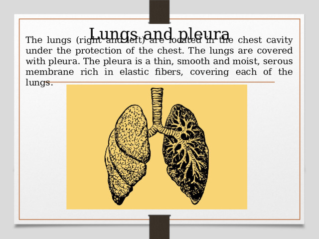 Lungs and pleura The lungs (right and left) are located in the chest cavity under the protection of the chest. The lungs are covered with pleura. The pleura is a thin, smooth and moist, serous membrane rich in elastic fibers, covering each of the lungs. 