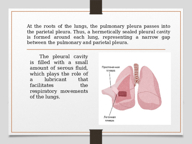 At the roots of the lungs, the pulmonary pleura passes into the parietal pleura. Thus, a hermetically sealed pleural cavity is formed around each lung, representing a narrow gap between the pulmonary and parietal pleura.  The pleural cavity is filled with a small amount of serous fluid, which plays the role of a lubricant that facilitates the respiratory movements of the lungs. 