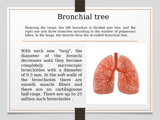 Bronchial tree Entering the lungs, the left bronchus is divided into two, and the right one into three branches according to the number of pulmonary lobes. In the lungs, the bronchi form the so-called bronchial tree. With each new 