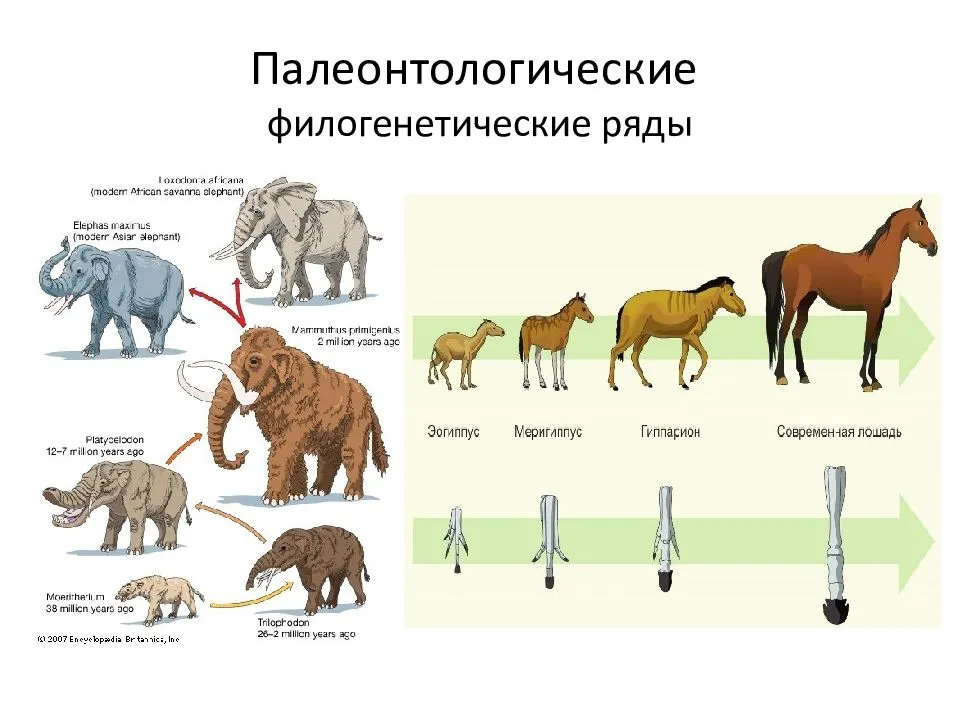 Филогенетические ряды. Палеонтологические филогенетические ряды. Филогенетический ряд лошади доказательства эволюции. Филетическое видообразование лошади. Филогенетические ряды примеры.