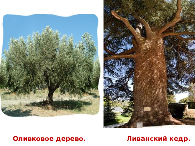    Оливковое дерево. Ливанский кедр.         