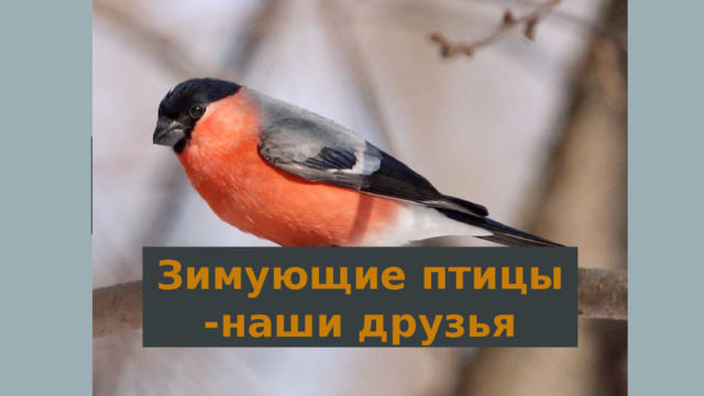 Зимующие птицы-наши друзья Зимующие птицы -наши друзья 