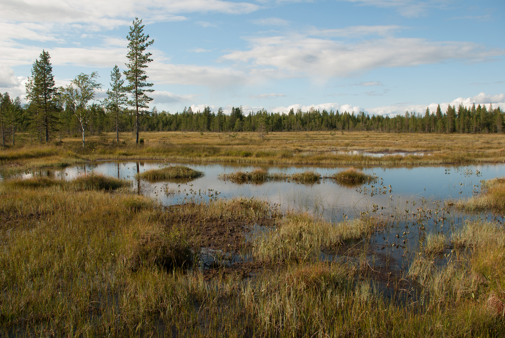 Мшары. Peat bog. Bogs Wetland. Bog видос. Как выглядит bog.