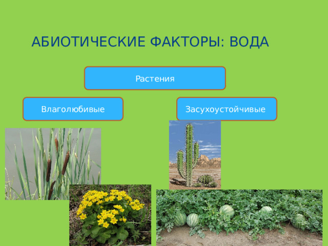 АБИОТИЧЕСКИЕ ФАКТОРЫ: ВОДА Растения Влаголюбивые Засухоустойчивые 