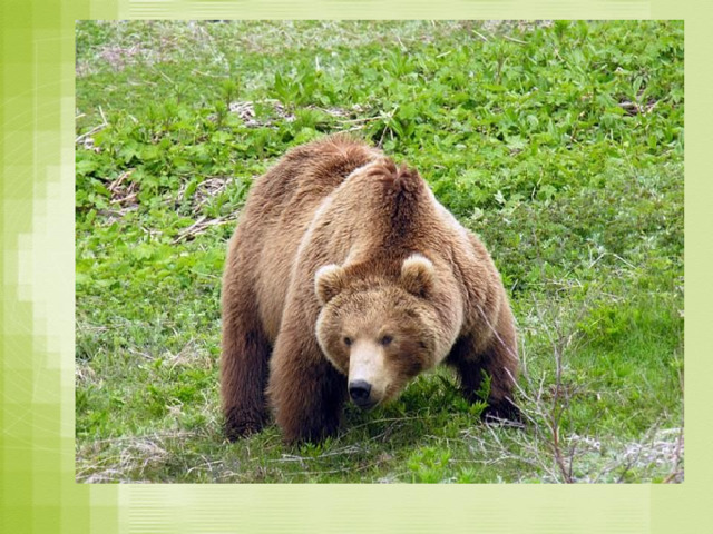  Евразия  В тайге обитает бурый медведь – хозяин леса. 
