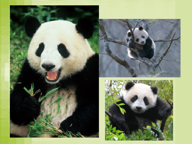 Евразия В бамбуковых лесах живет медведь – панда. 