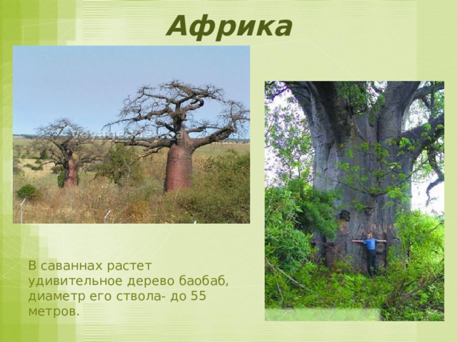 Африка В саваннах растет удивительное дерево баобаб, диаметр его ствола- до 55 метров. 