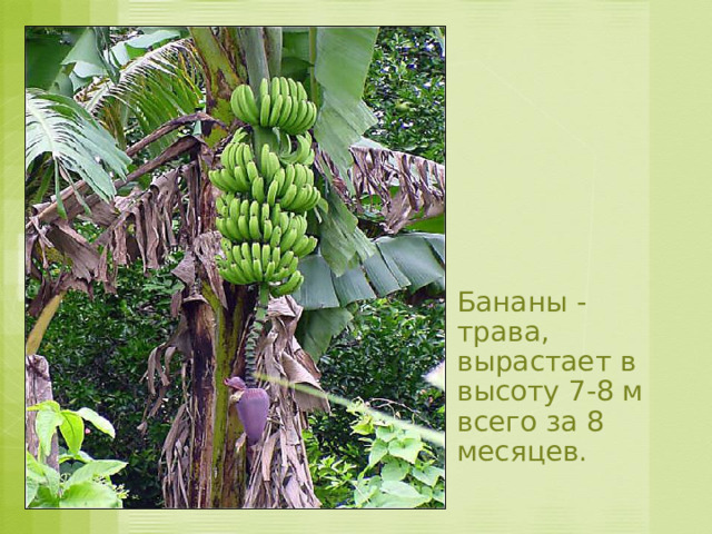  Бананы - трава, вырастает в высоту 7-8 м всего за 8 месяцев. 