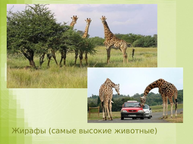 Жирафы (самые высокие животные) 