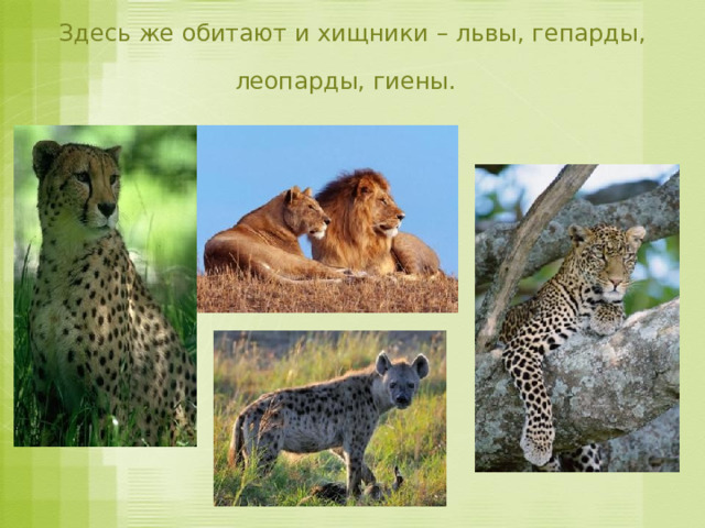 Здесь же обитают и хищники – львы, гепарды, леопарды, гиены.  