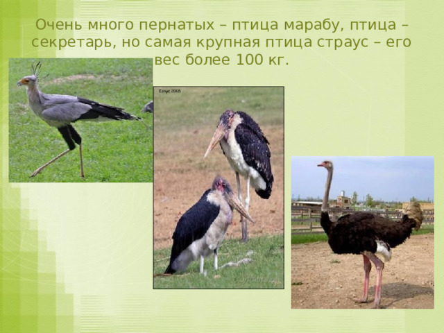 Очень много пернатых – птица марабу, птица – секретарь, но самая крупная птица страус – его вес более 100 кг. 